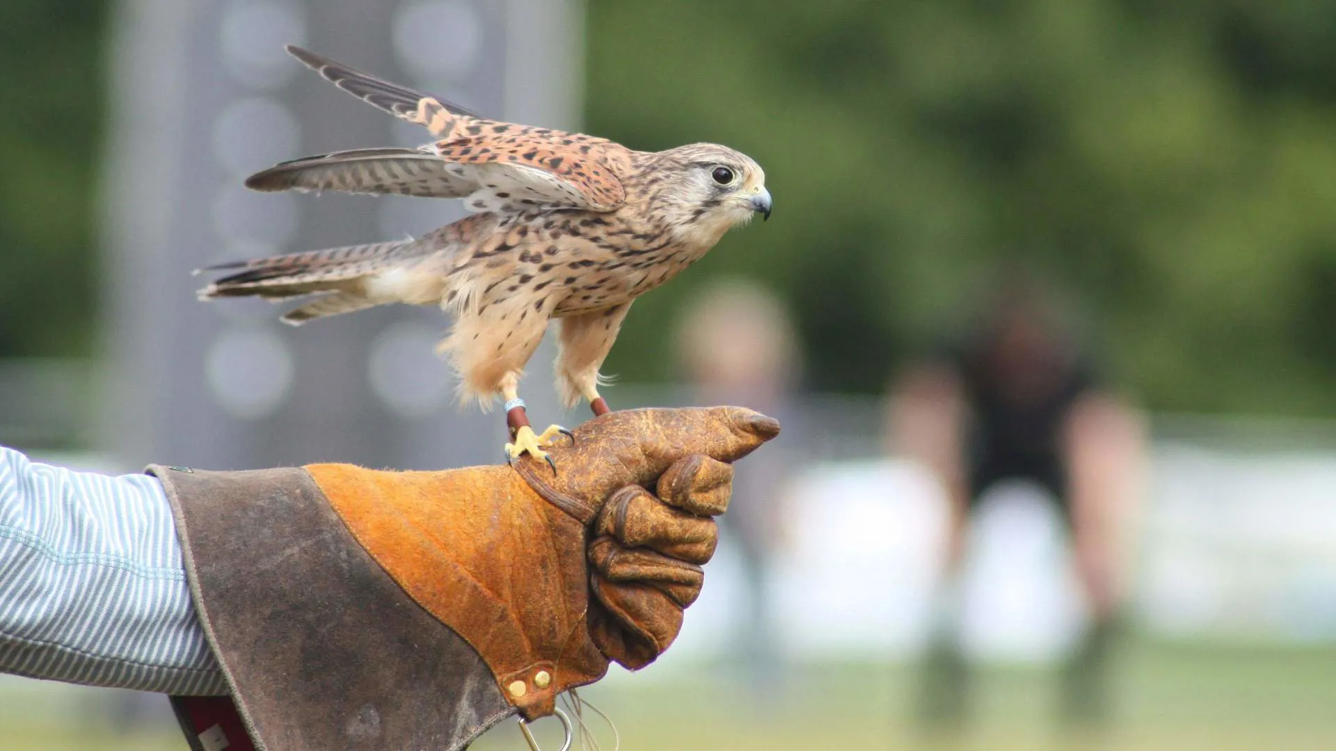 Isle of Wight - Haven Falconry