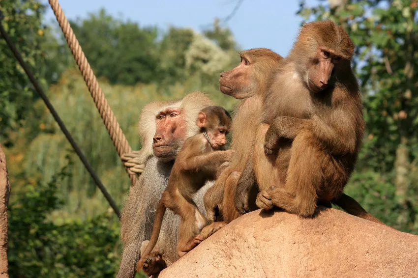 Cologne Zoo