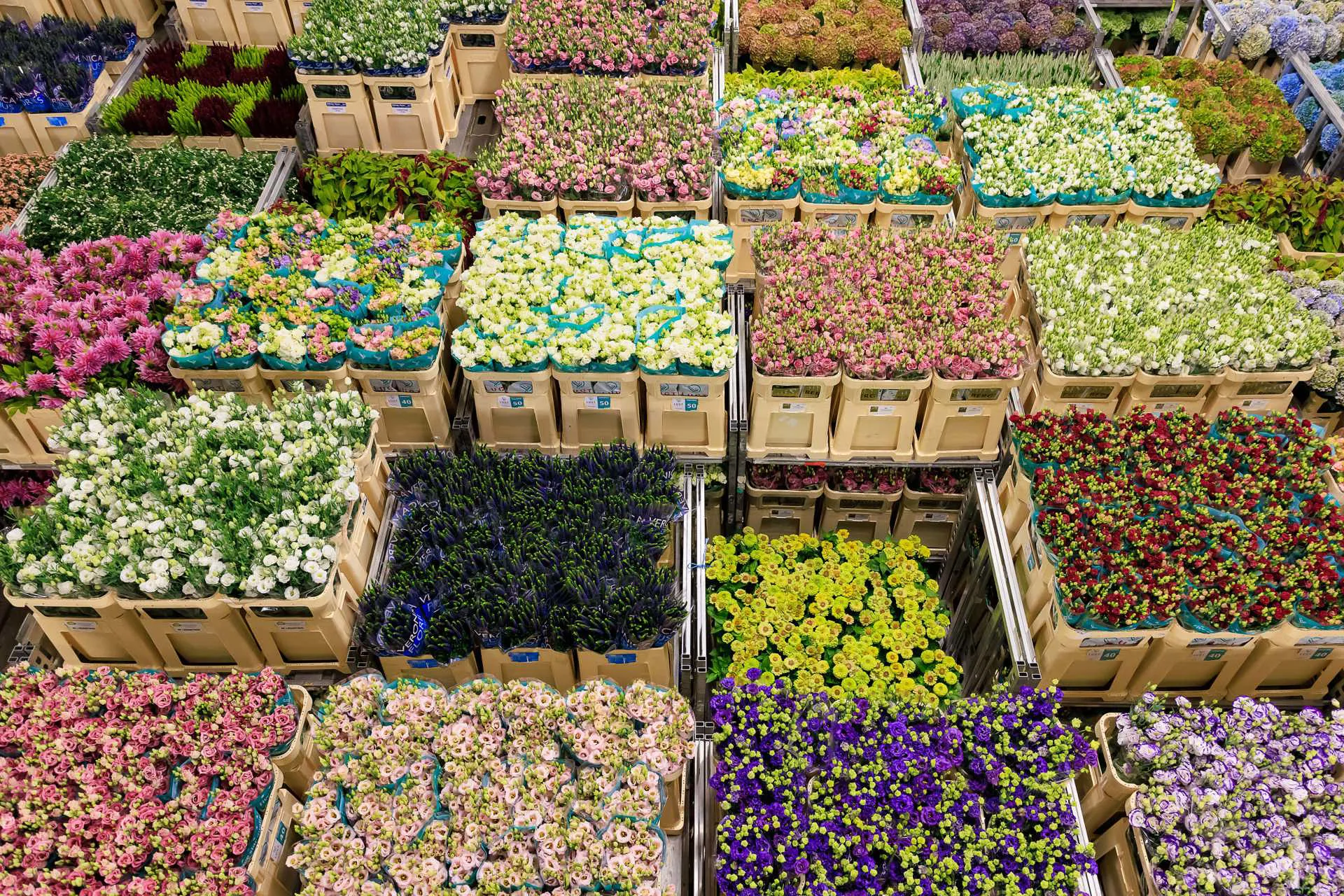 Aalsmeer Flower Auction Amsterdam Image