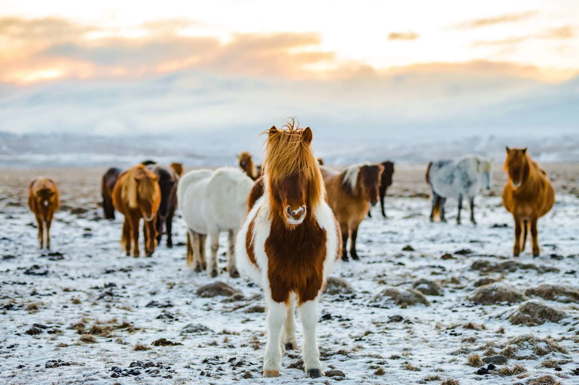 Iceland Wonders Of Reykjanes Horses Image