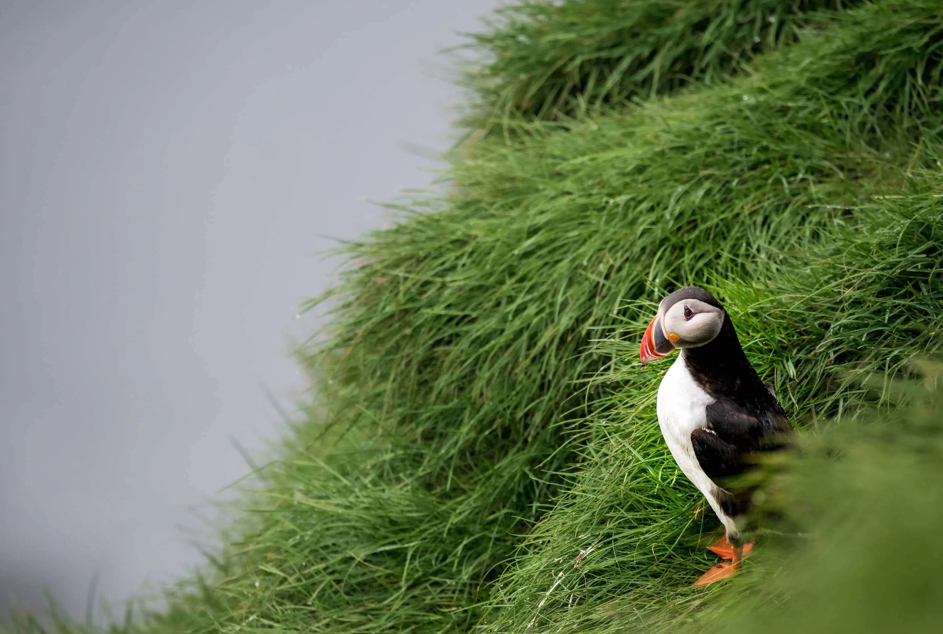 Iceland Westman Islands Puffin Image