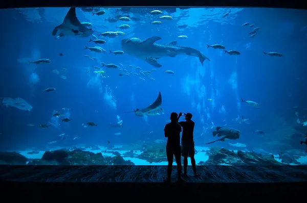 Animal Management Aquarium Barcelona Image