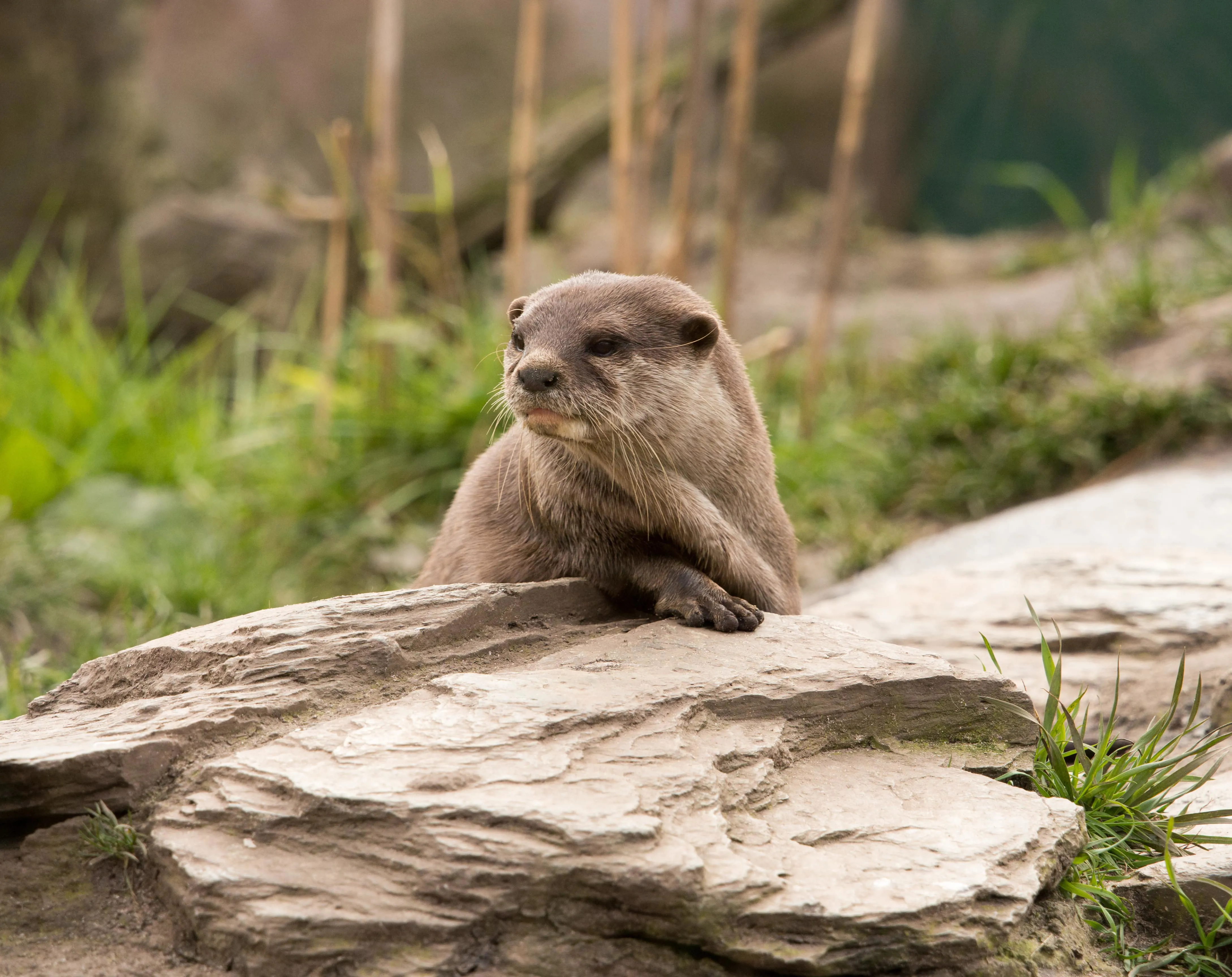 Wetland Otter