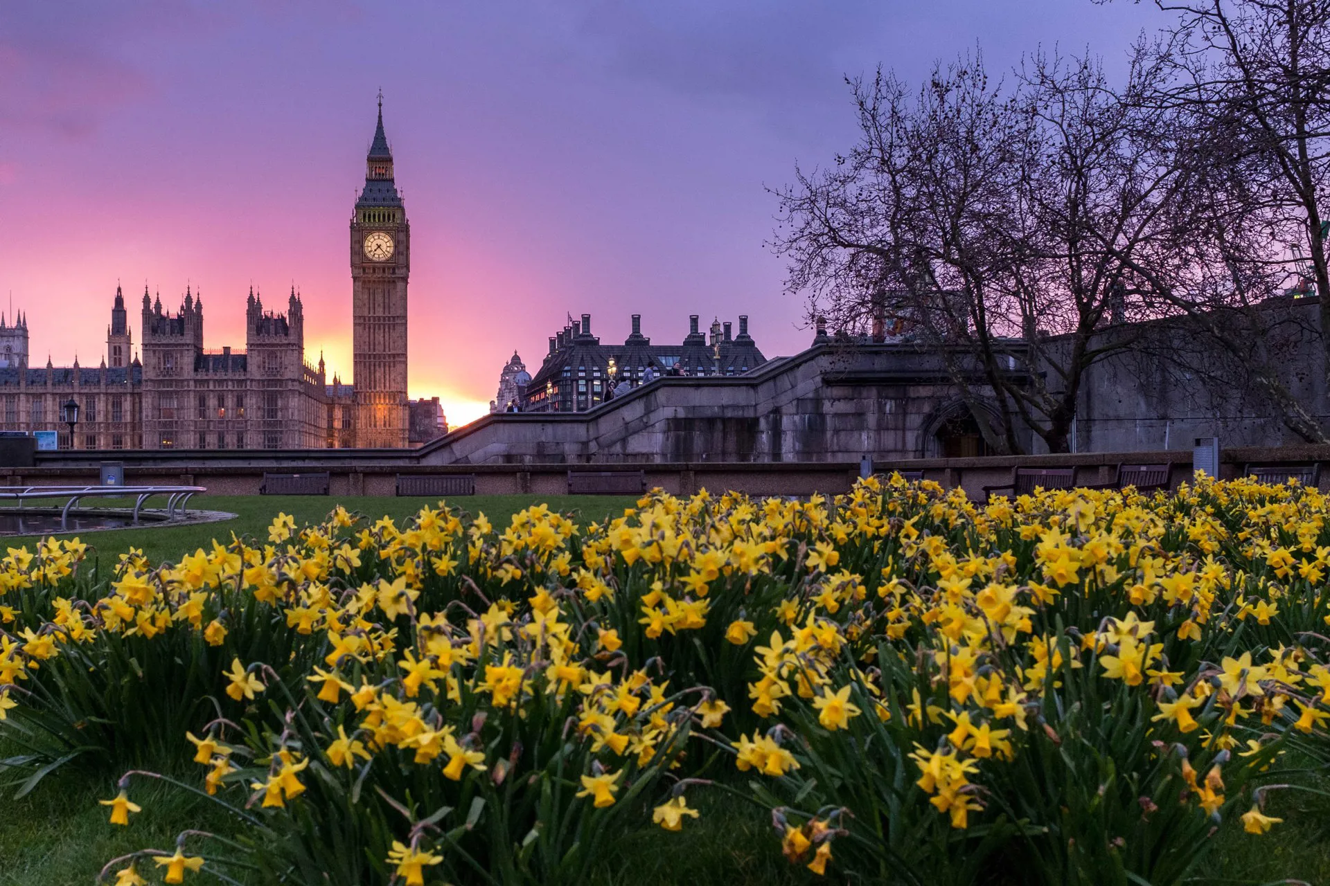 Westminster Floowers Dusk