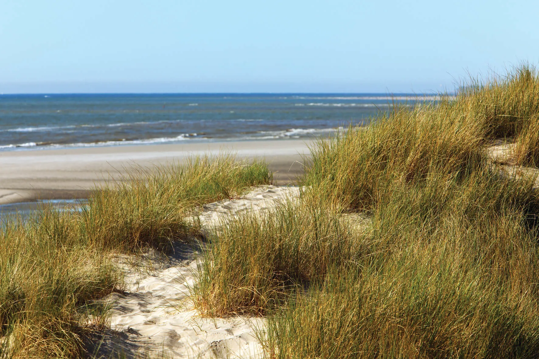 Opal Coast Beach Image