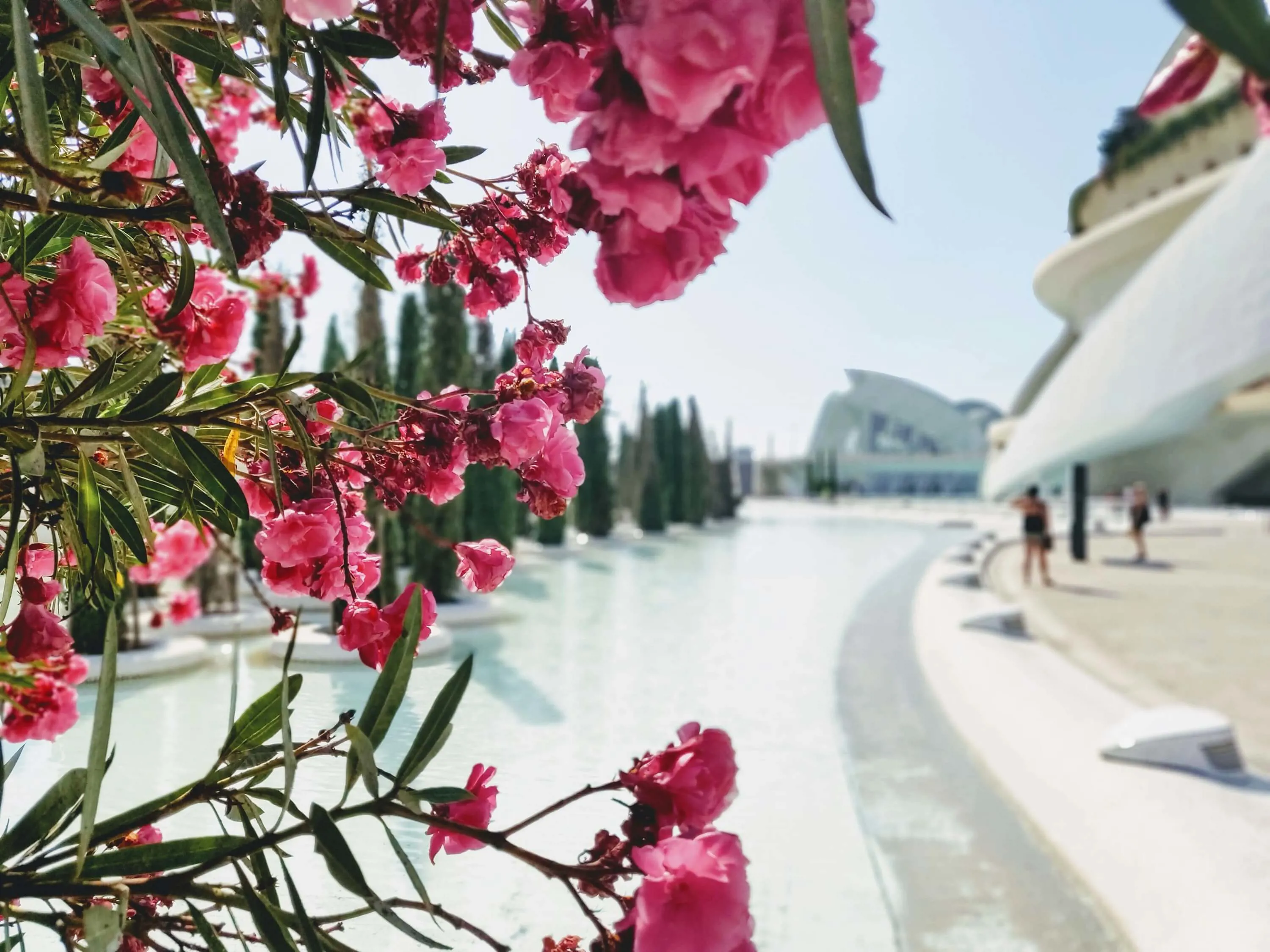 Valencia - City of Arts and Science Cherry Blossom