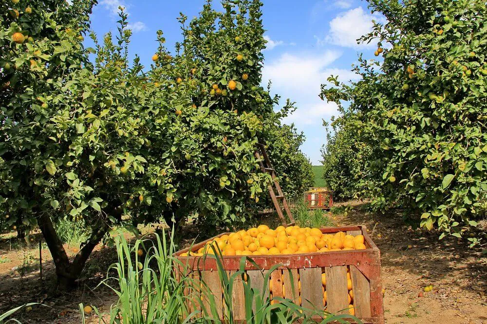 Bay Of Naples Lemon Farm Trip Photo Image