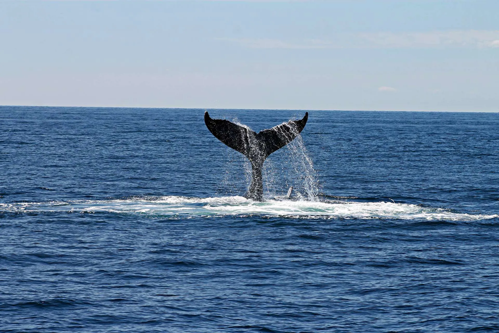 Iceland Whale Watching