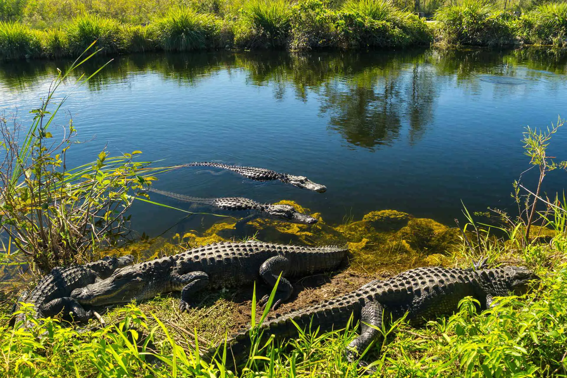 Florida Gators Image